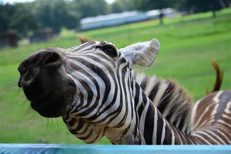 Zehn's Zany Zebra Zoo Opening: A Carnival of Chaos and Captivating Creatures!